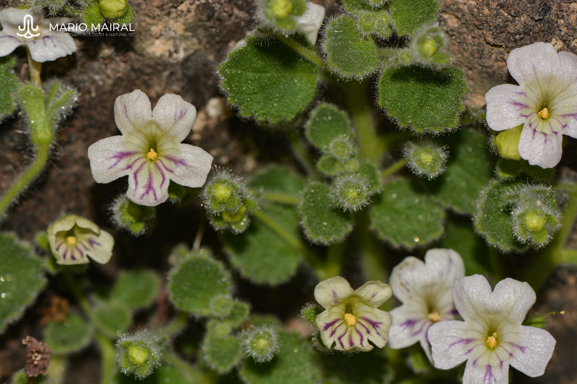 Proyecto SICAF para la conservación de especies amenazadas de flora vascular en España
